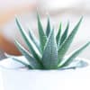 succulent plant
